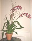 Inter generic Orchid